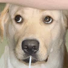 e胜博登录线路 81年、『仮名手本忠臣蔵七段目の大星力弥ほか七代目市川染五郎を襲名